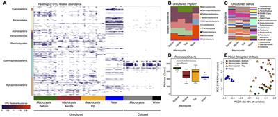 Diverse Bacteria Utilize Alginate Within the Microbiome of the Giant Kelp Macrocystis pyrifera